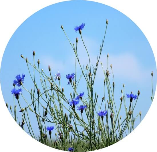 Eau Florale de Bleuet